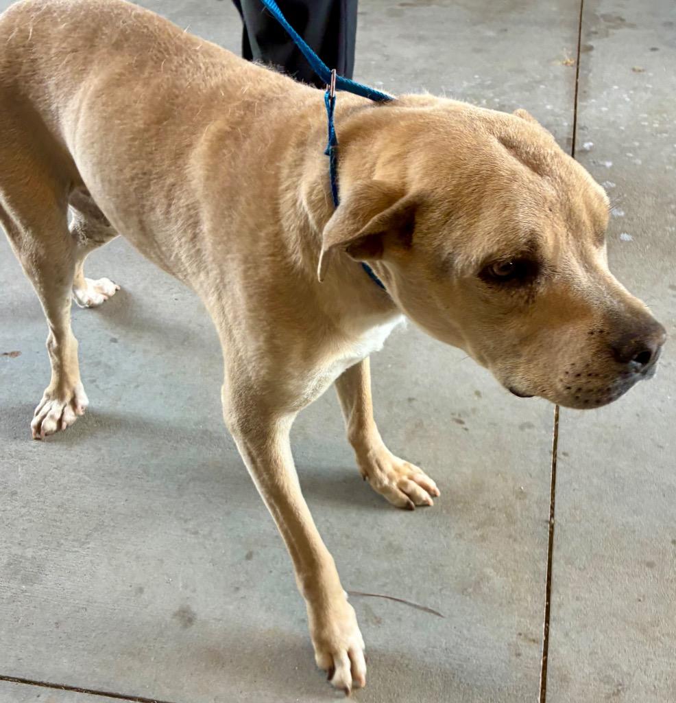 Enlarge Jimmy aka Lexington, a Adoptable mixed breed in Douglasville, GA image 2/2