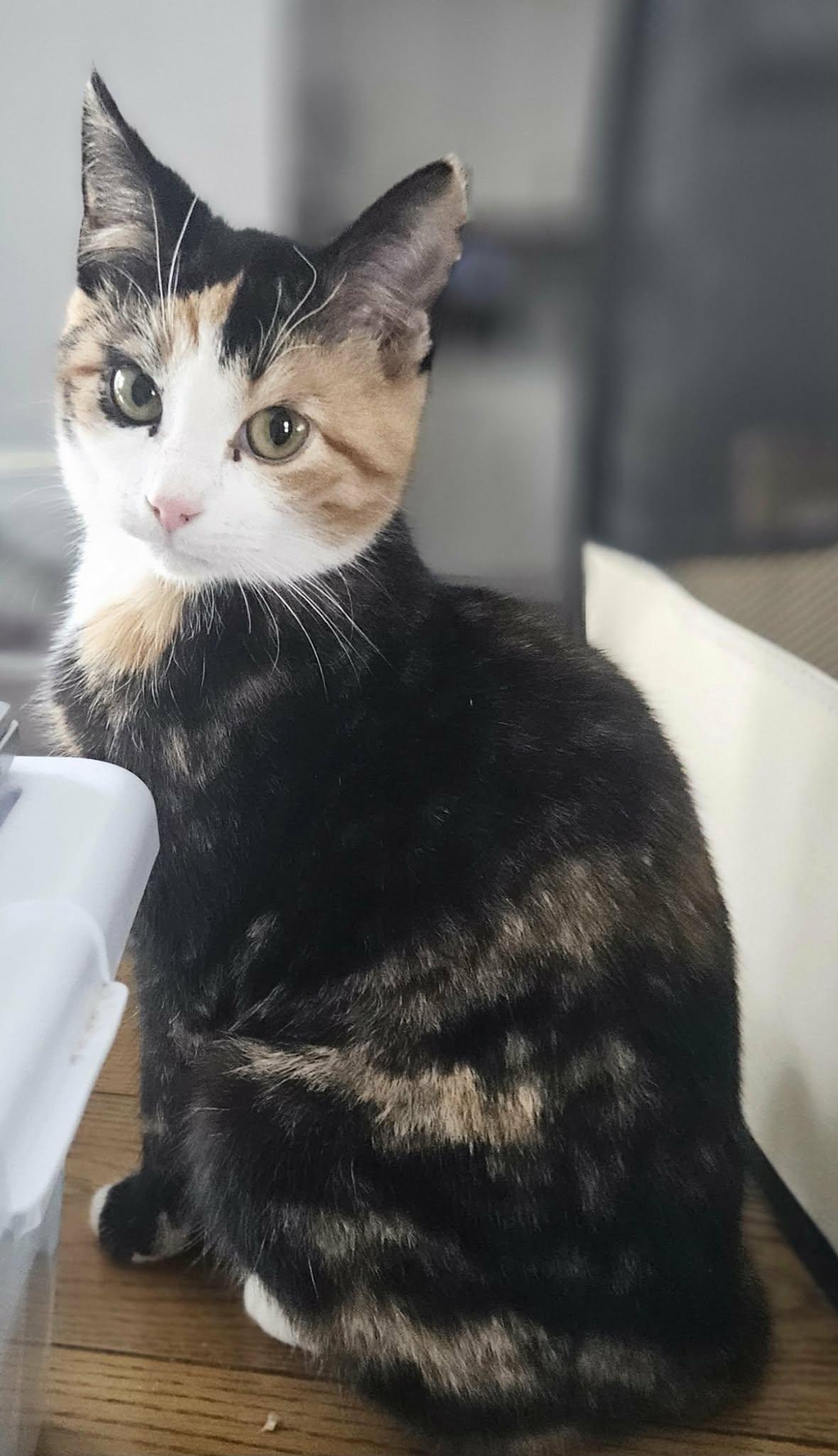 Enlarge Lola (Sweet Kitten), an adopted Domestic Short Hair in Rochester, NY image 5/5