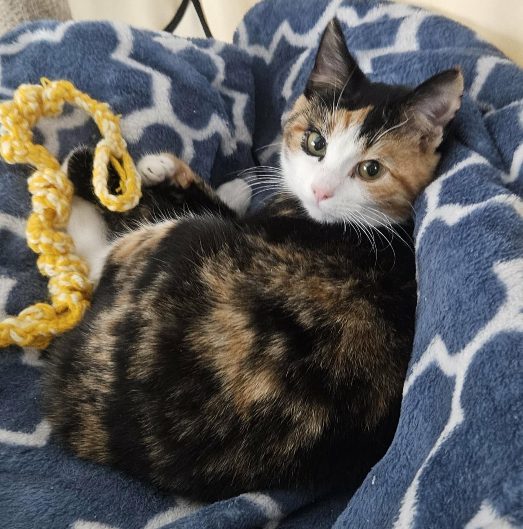 Enlarge Lola (Sweet Kitten), an adopted Domestic Short Hair in Rochester, NY image 3/5