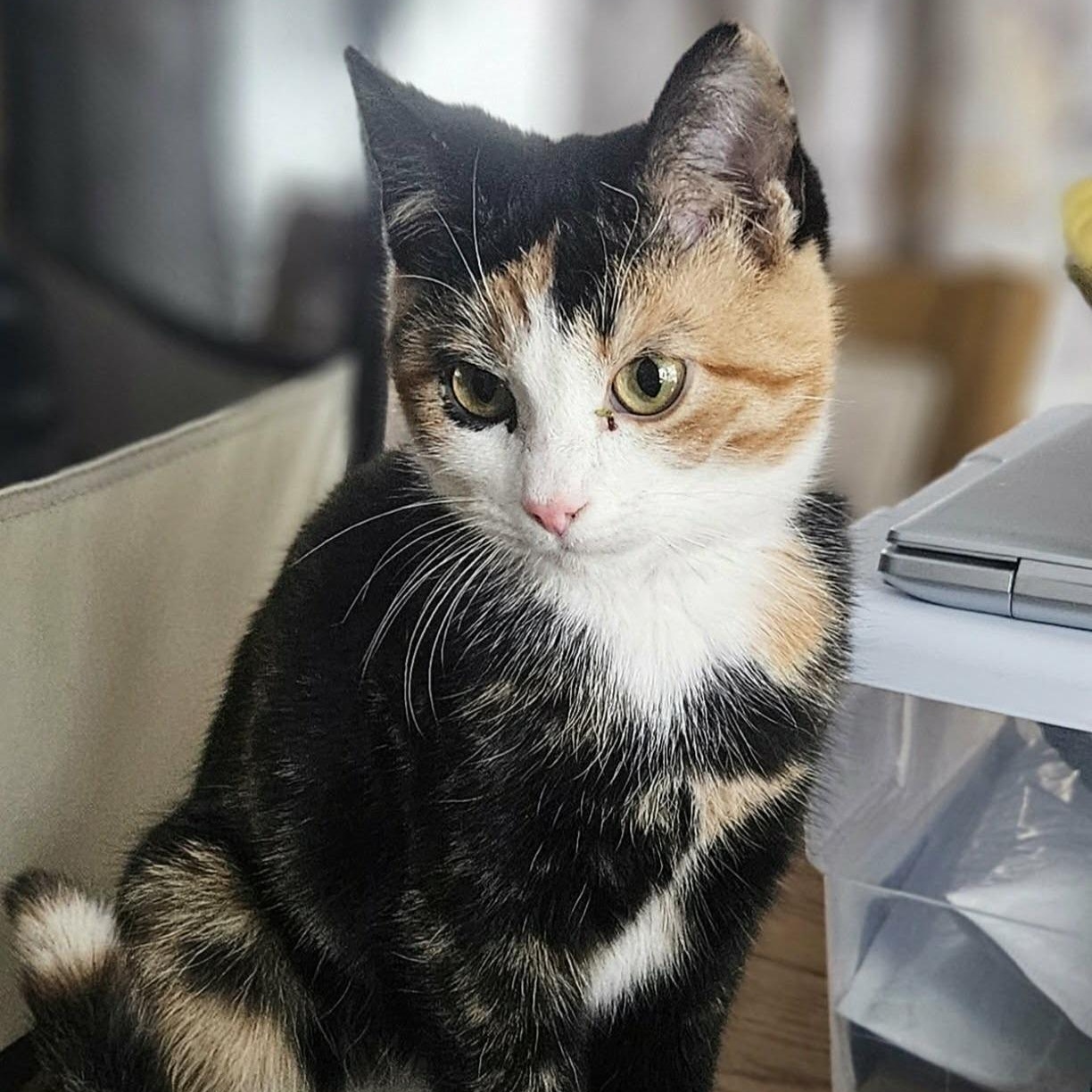 Lola (Sweet Kitten), adopted, Kitten Female Domestic Short Hair.