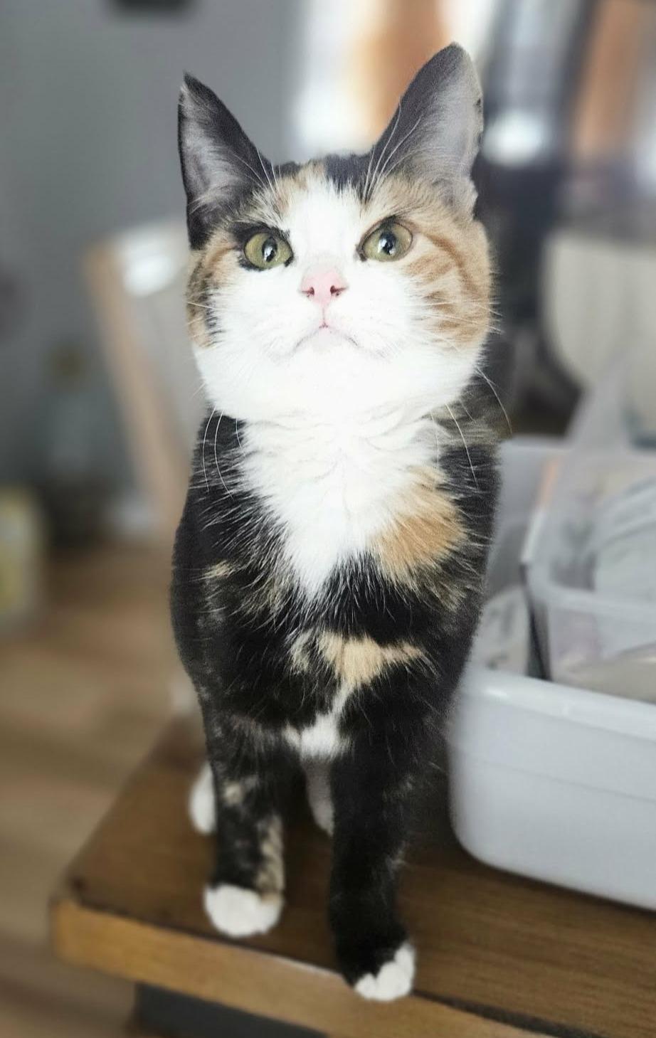 Enlarge Lola (Sweet Kitten), an adopted Domestic Short Hair in Rochester, NY image 4/5