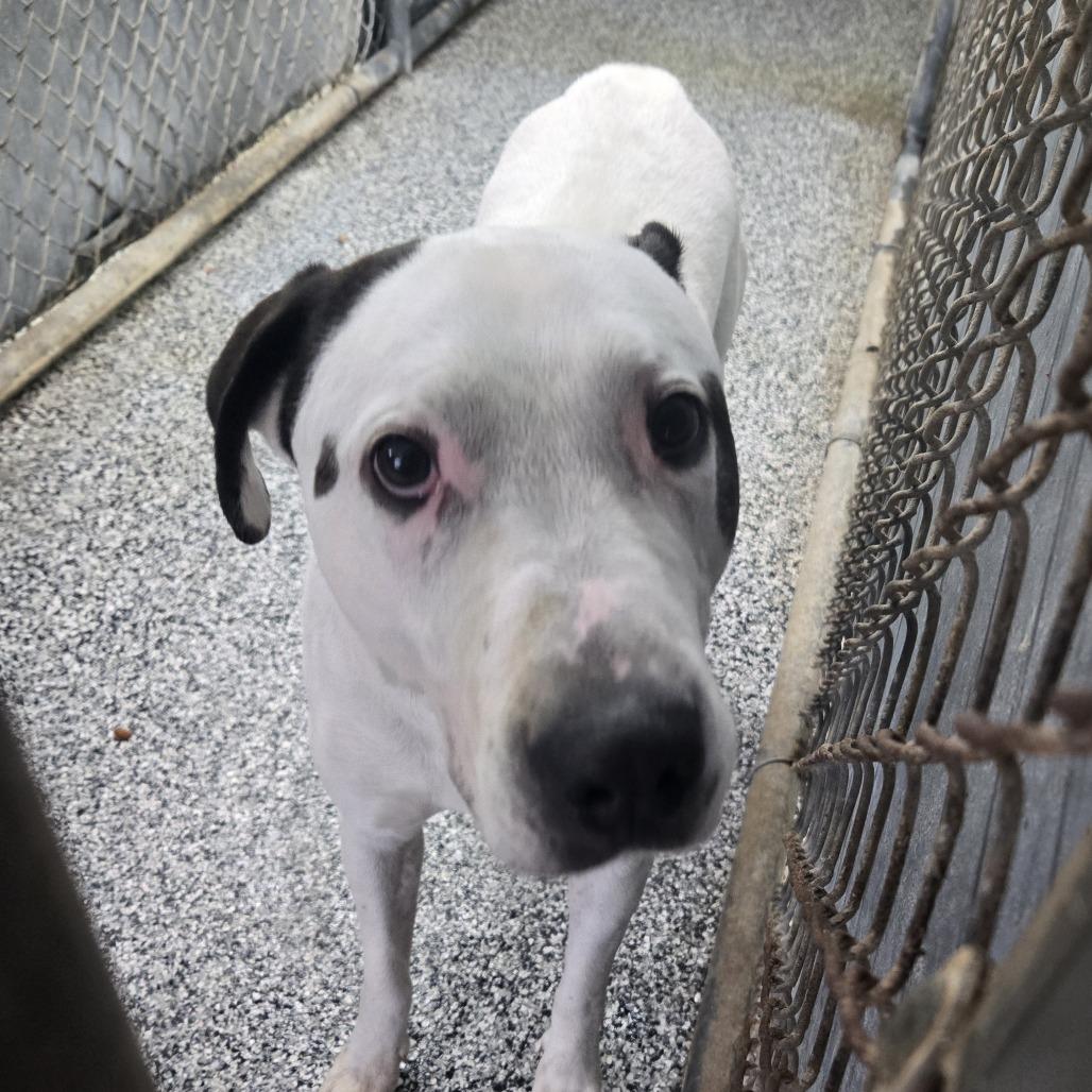 Zoro 26-098, Adoptable, Adult Male Pit Bull Terrier.