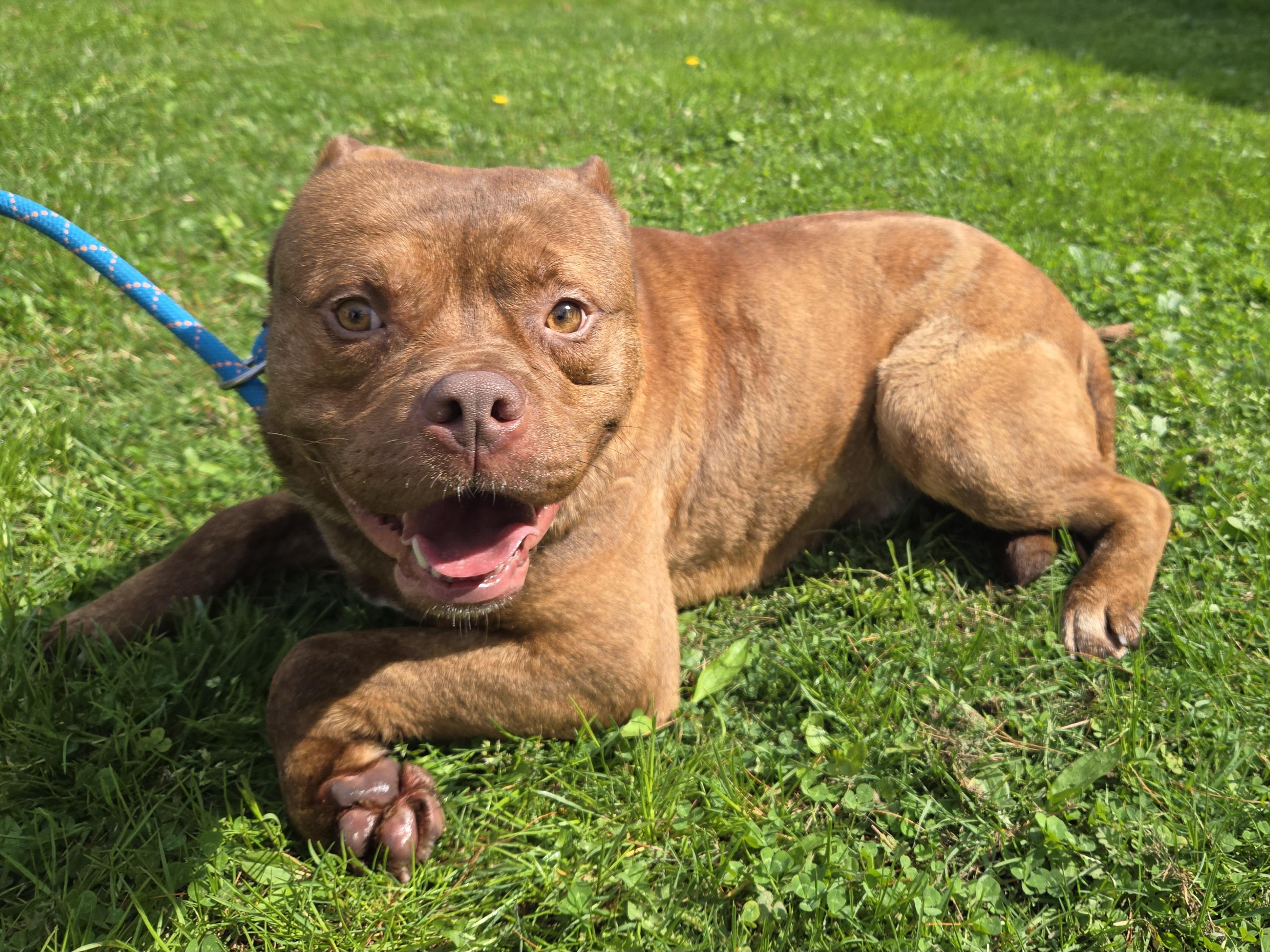 Enlarge London, a ADOPTABLE Pit Bull Terrier in Trenton, NJ image 2/2