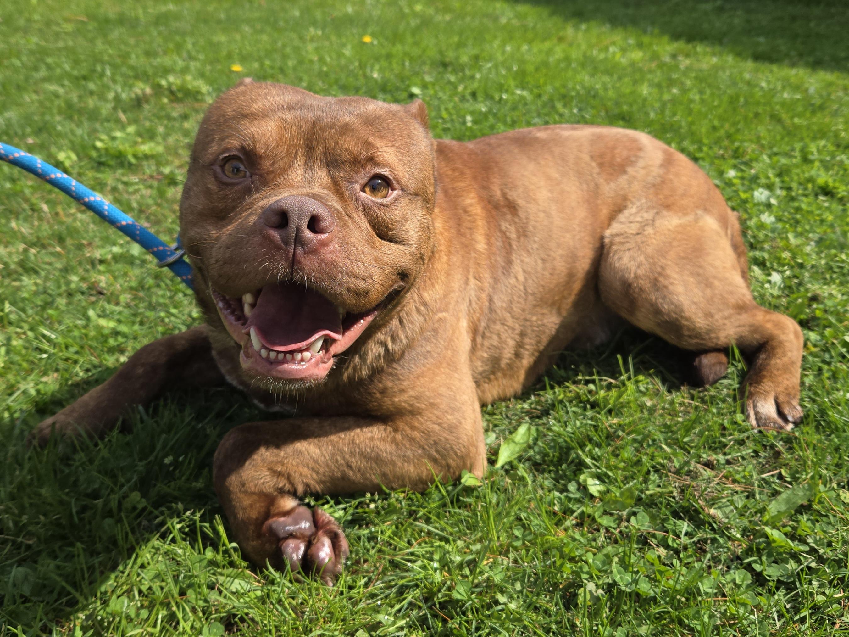 Enlarge London, a ADOPTABLE Pit Bull Terrier in Trenton, NJ image 1/2