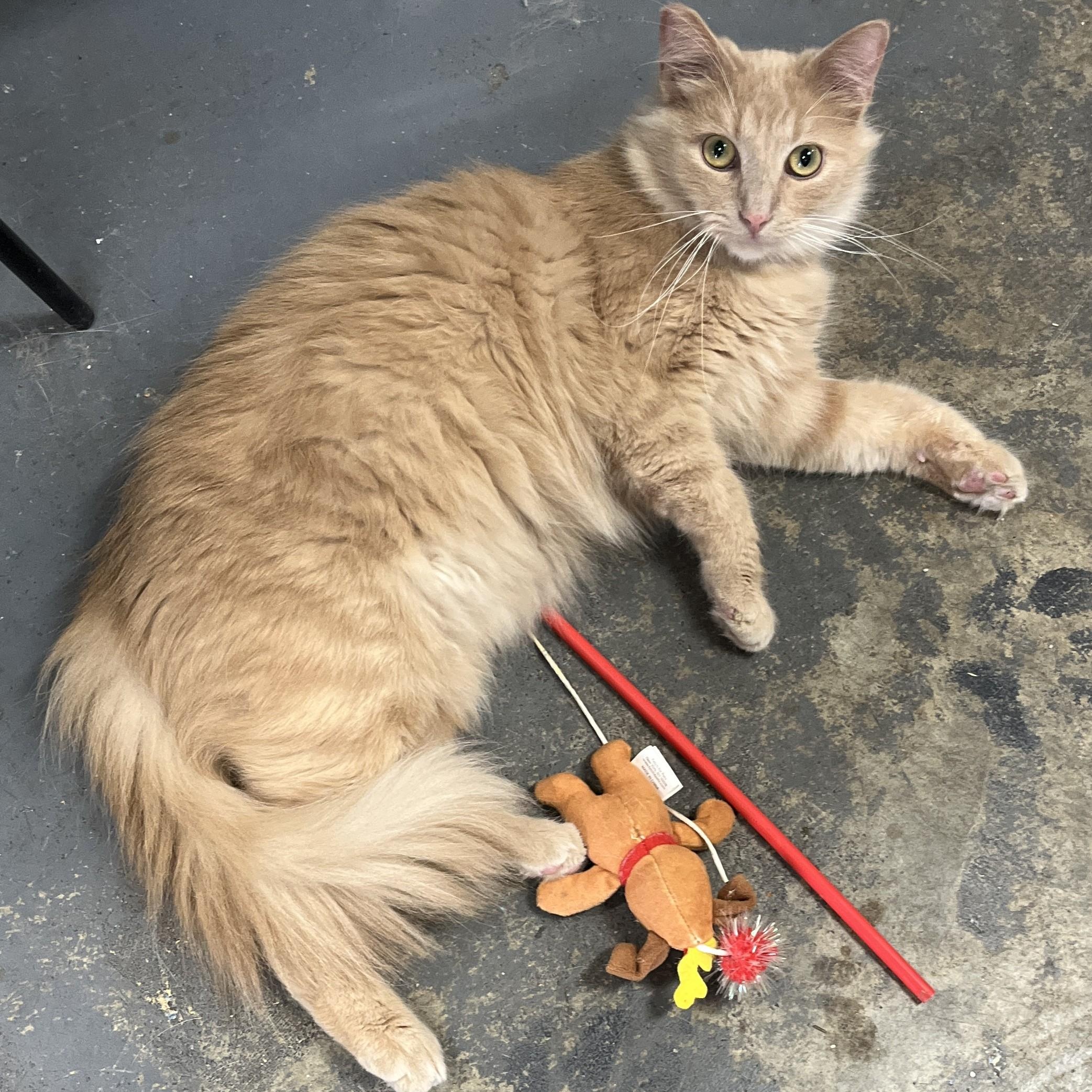 Enlarge Archie (playful, affectionate), a Adoptable Domestic Medium Hair in Shingletown, CA image 3/6