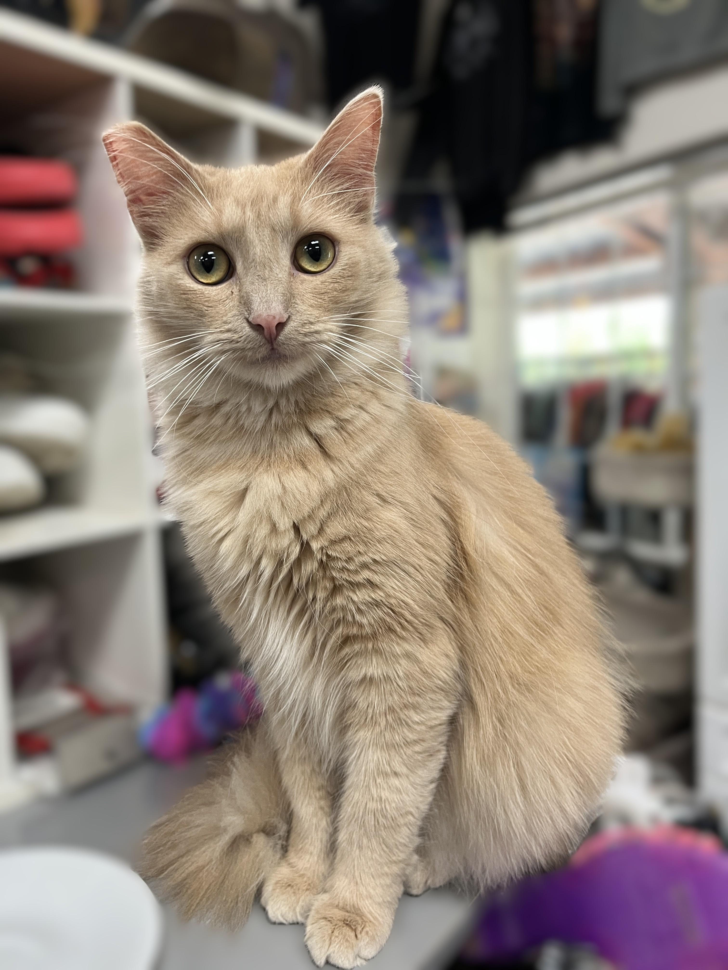 Enlarge Archie (playful, affectionate), a Adoptable Domestic Medium Hair in Shingletown, CA image 2/6