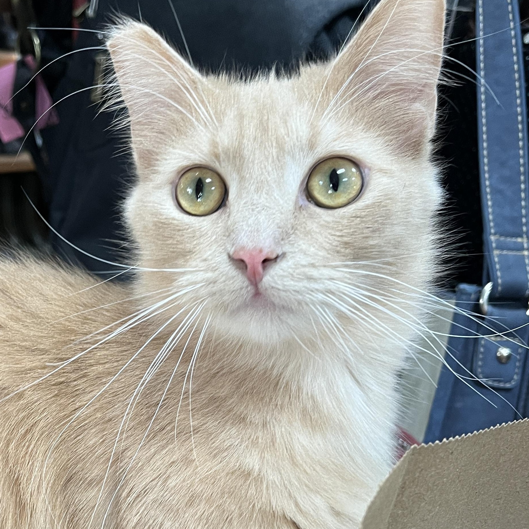 Enlarge Archie (playful, affectionate), a Adoptable Domestic Medium Hair in Shingletown, CA image 4/6