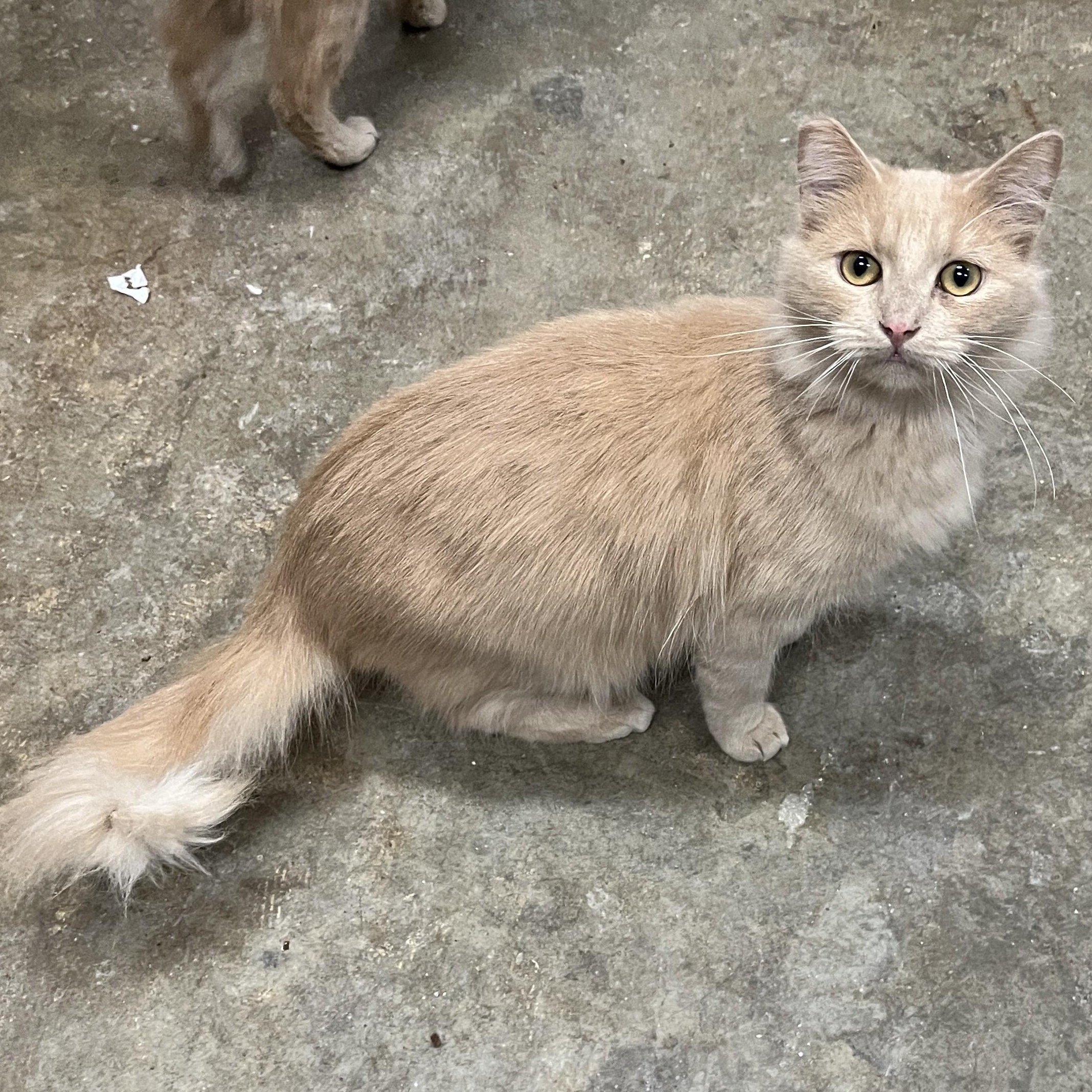 Enlarge Archie (playful, affectionate), a Adoptable Domestic Medium Hair in Shingletown, CA image 5/6