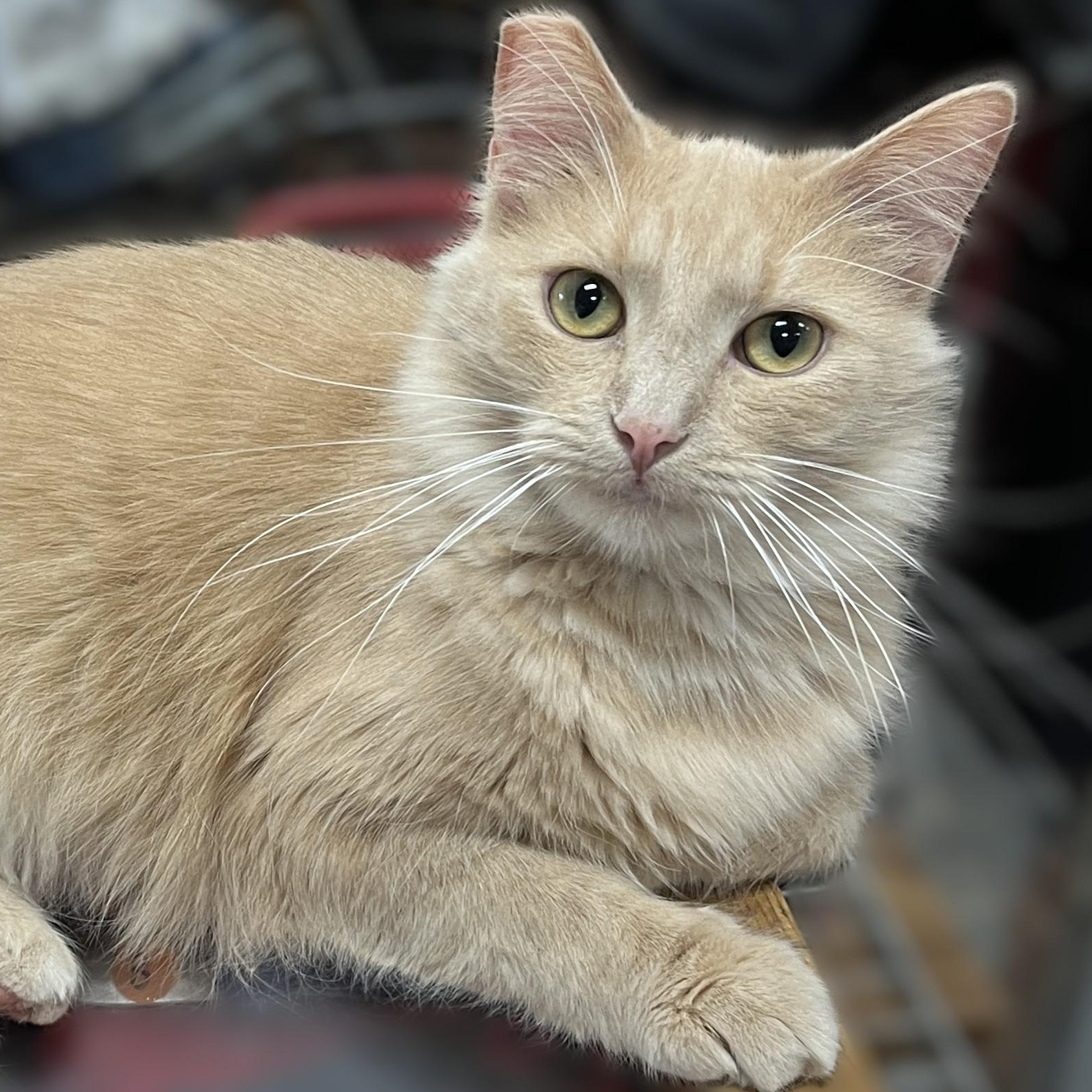 Enlarge Archie (playful, affectionate), a Adoptable Domestic Medium Hair in Shingletown, CA image 1/6
