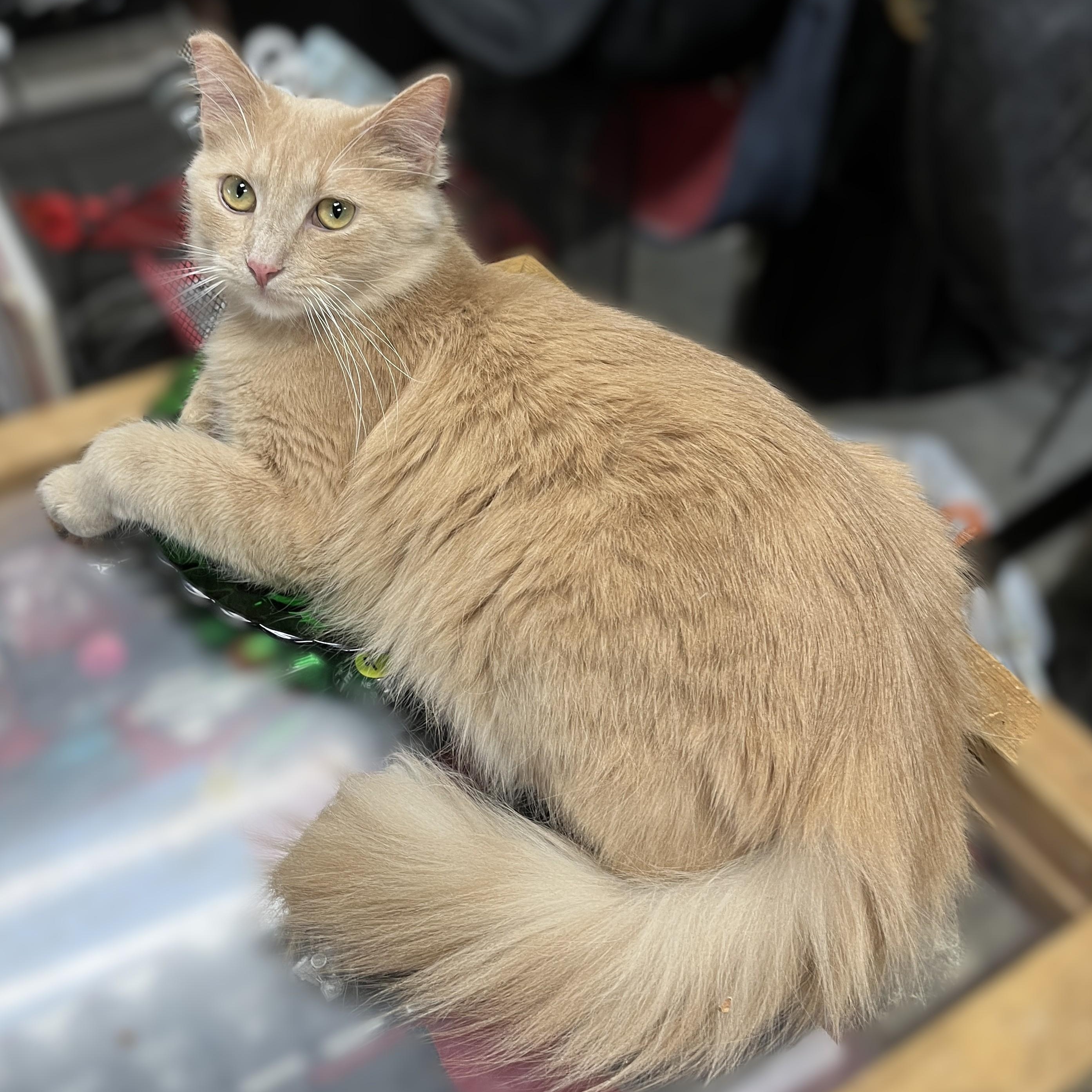Enlarge Archie (playful, affectionate), a Adoptable Domestic Medium Hair in Shingletown, CA image 6/6