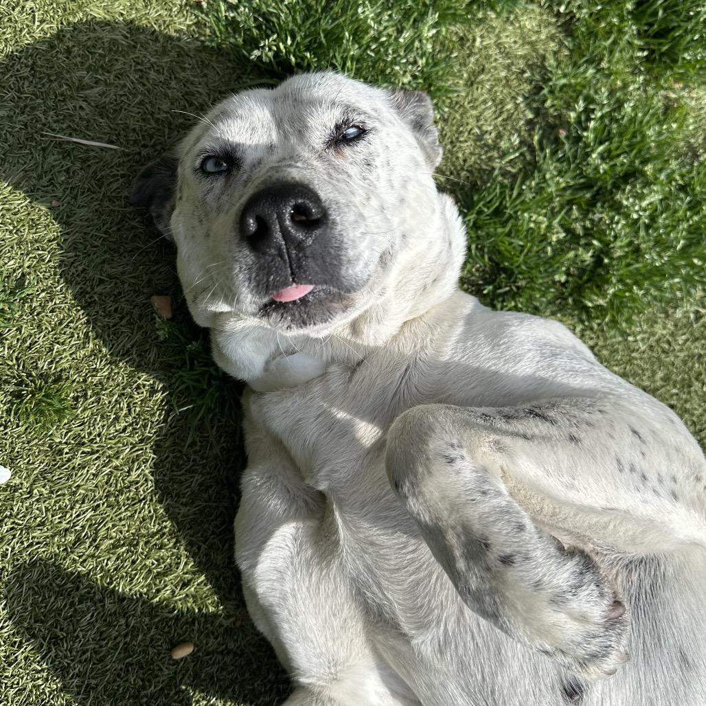 Layla — thumbnail 2