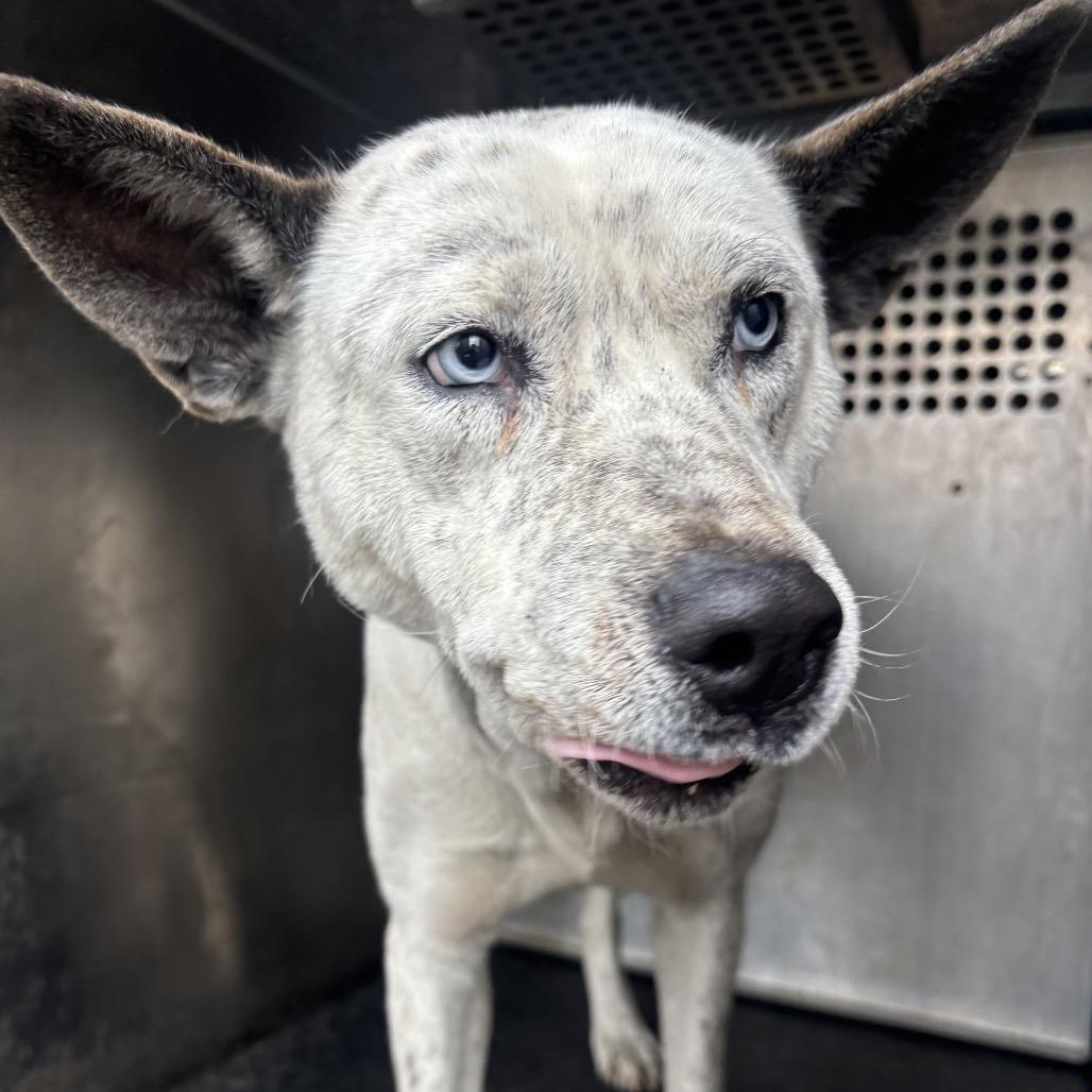 Layla — thumbnail 3