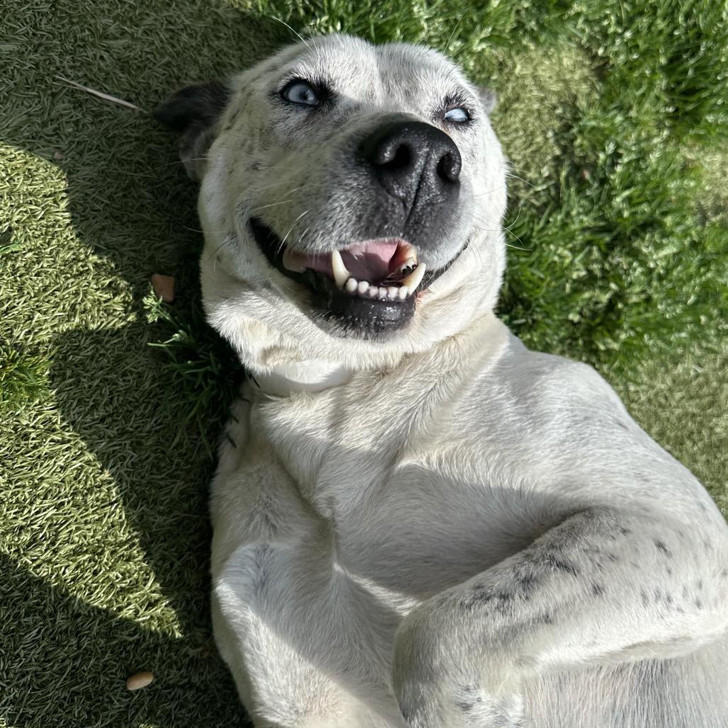 Layla — thumbnail 4