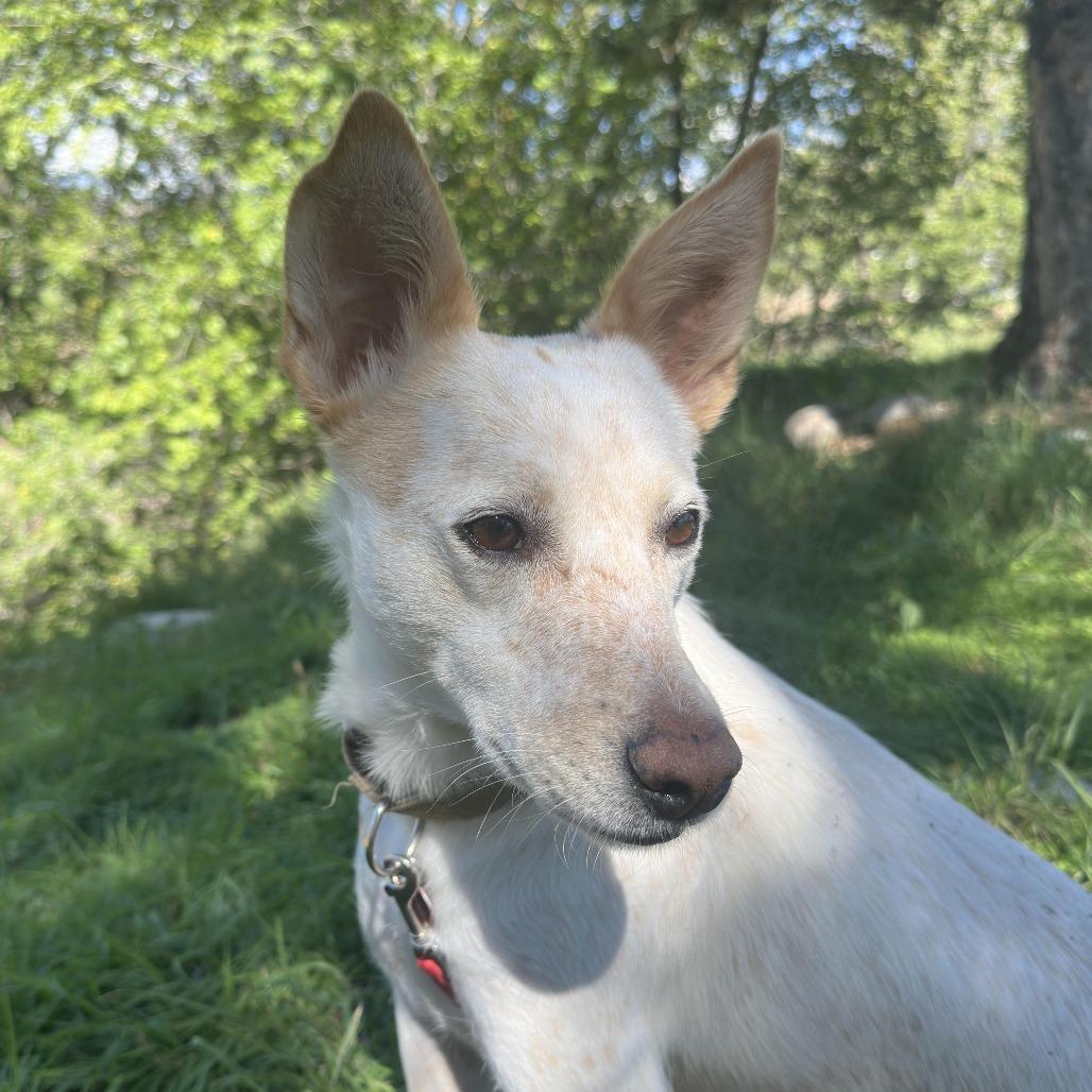 Molly Weasley, Adoptable, Adult Female Cattle Dog.