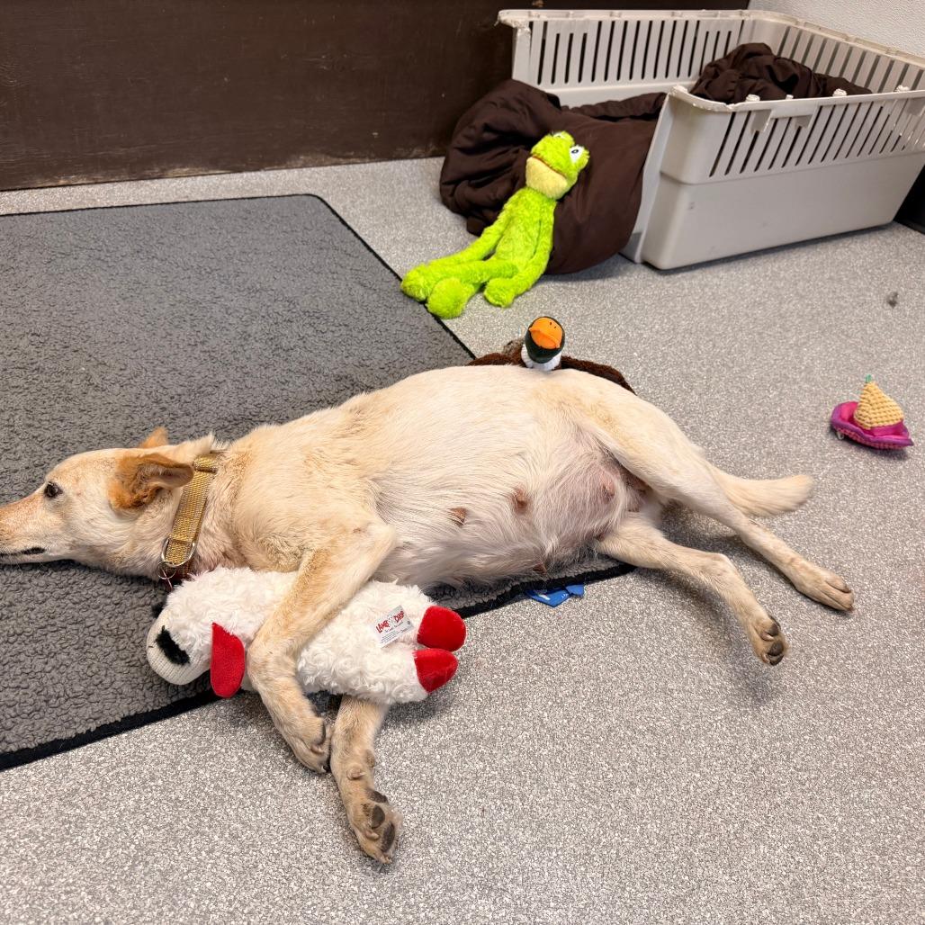 Enlarge Molly Weasley, a Adoptable Cattle Dog in Durango, CO image 3/6