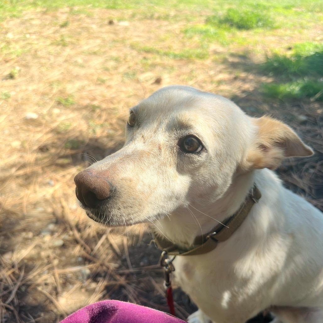 Enlarge Molly Weasley, a Adoptable Cattle Dog in Durango, CO image 4/6