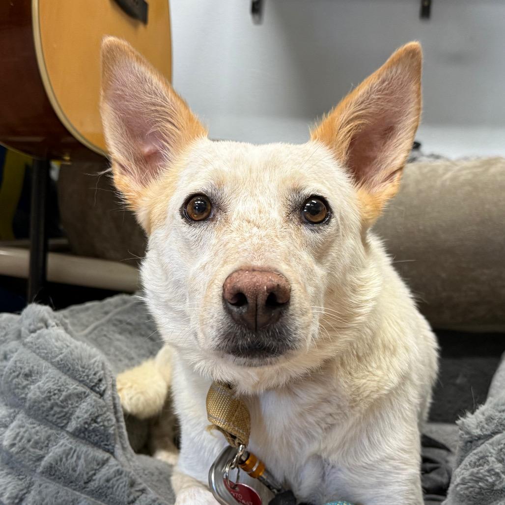 Enlarge Molly Weasley, a Adoptable Cattle Dog in Durango, CO image 6/6