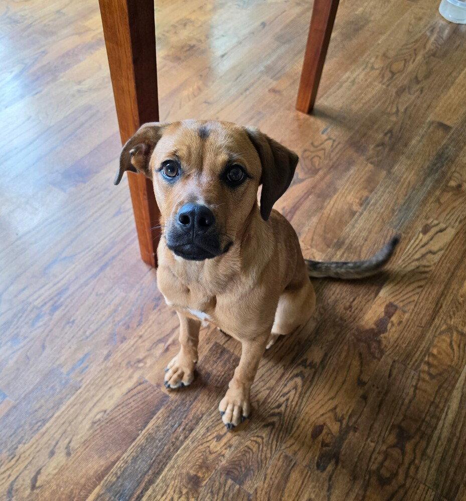 Honey, Adoptable, Young Female Terrier.
