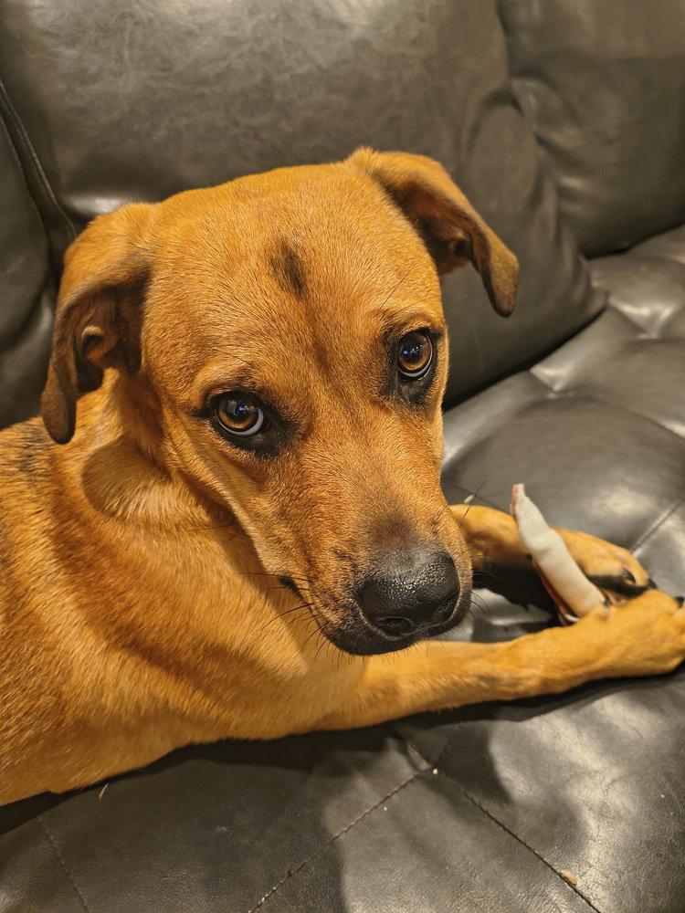 Enlarge Honey, a Adoptable Terrier in Candler, NC image 2/3