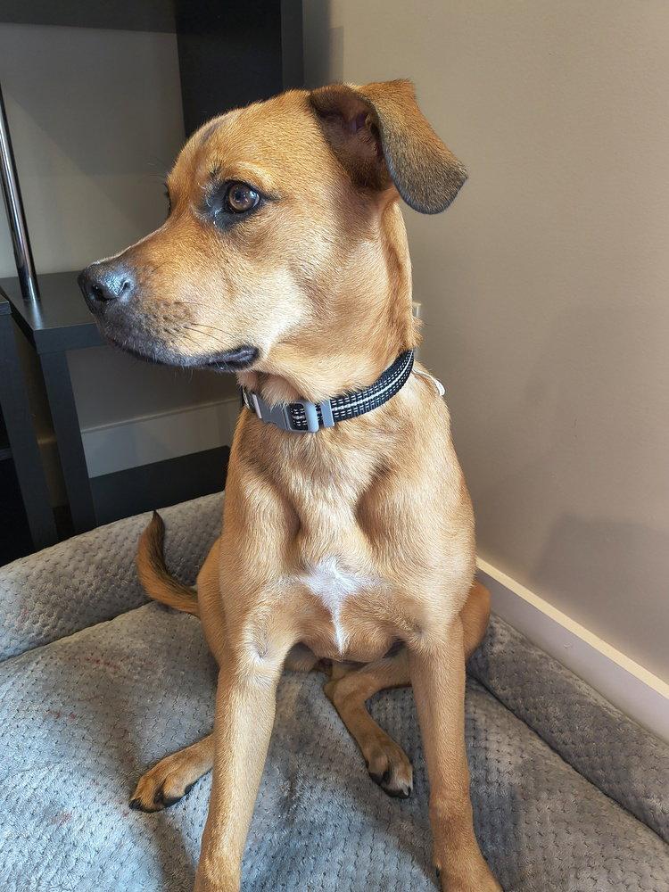 Enlarge Honey, a Adoptable Terrier in Candler, NC image 3/3