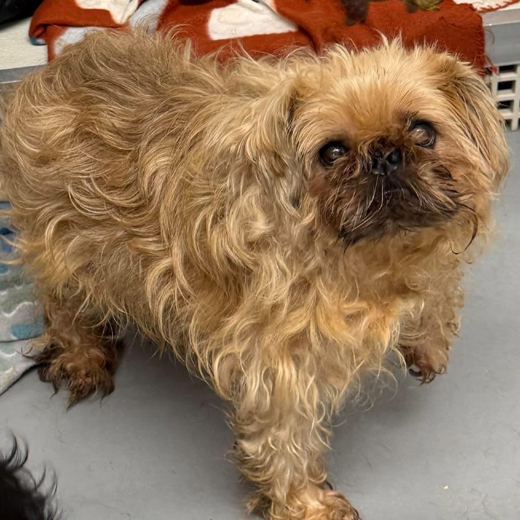 Enlarge Wendigo, a Adoptable mixed breed in Rocky Mount, VA image 1/1