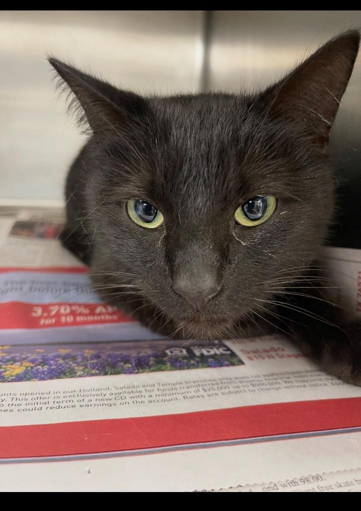 Rowen**, Adopted, Young Female Domestic Short Hair.