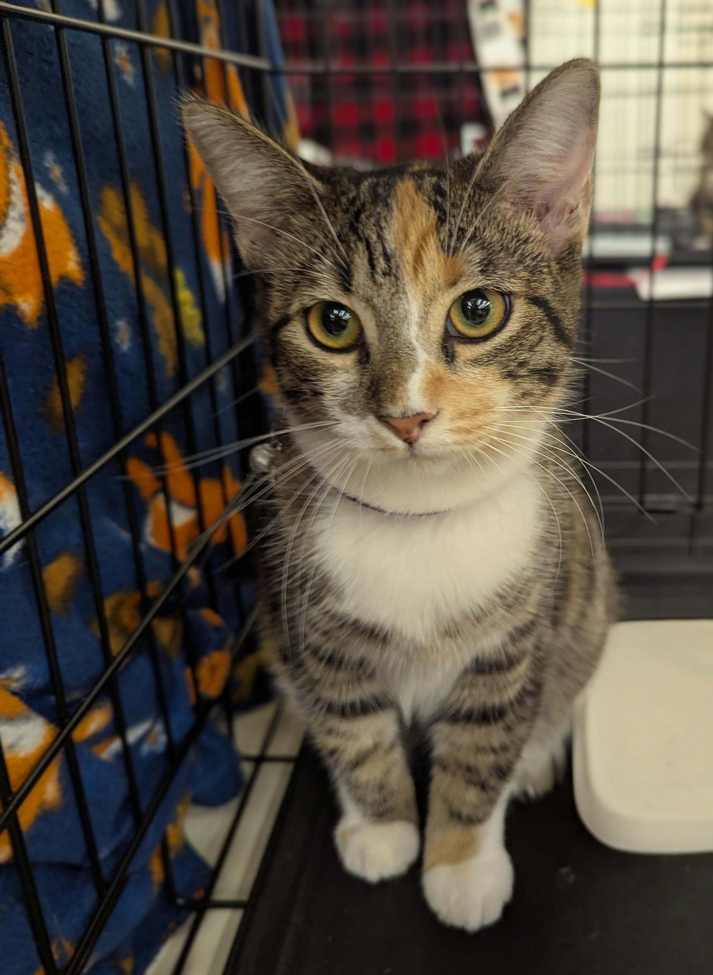 Mimi, Adoptable, Young Female Domestic Short Hair.