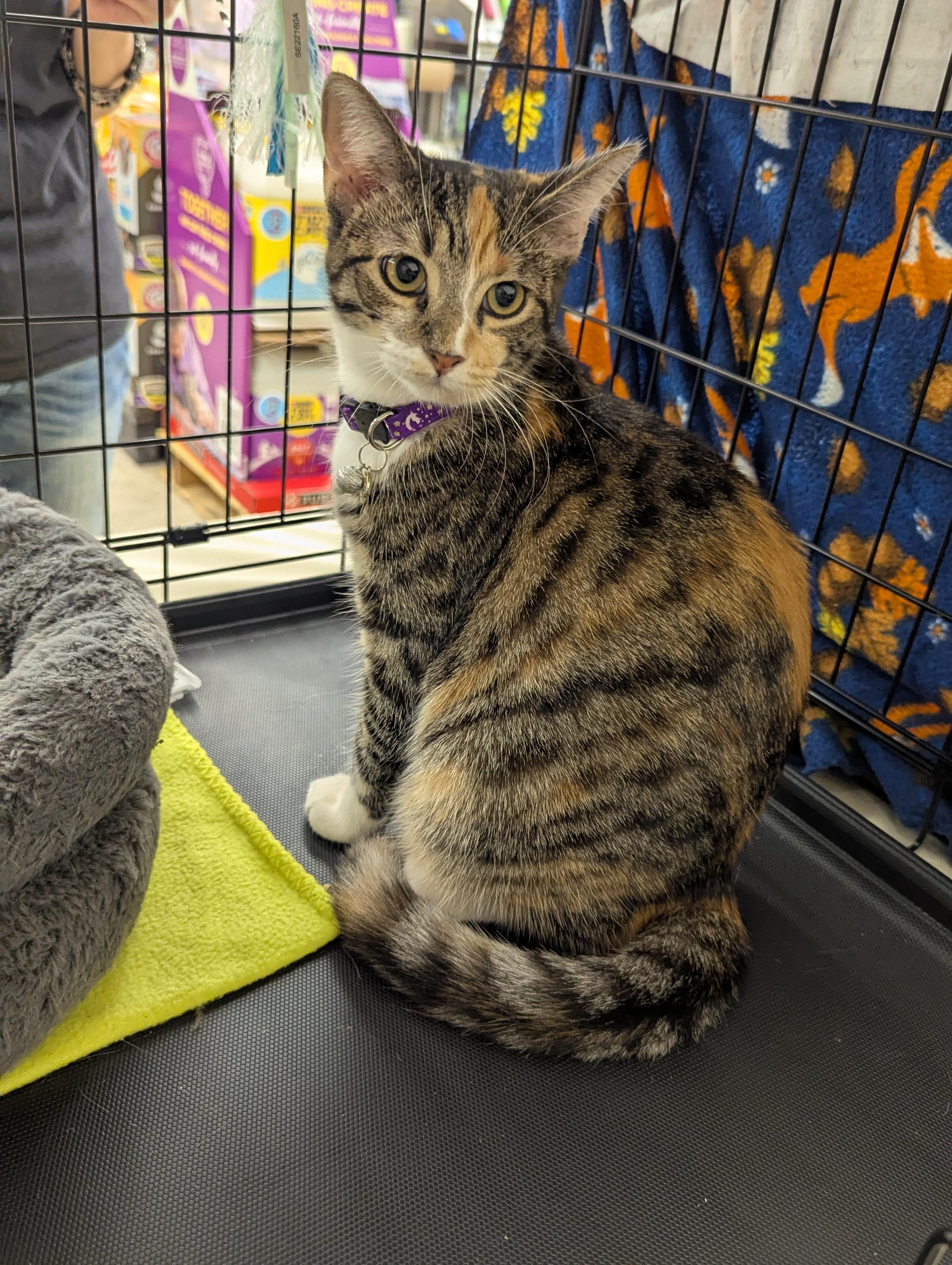 Mimi, a Adoptable Domestic Short Hair in Fountain Valley, CA image 2/2