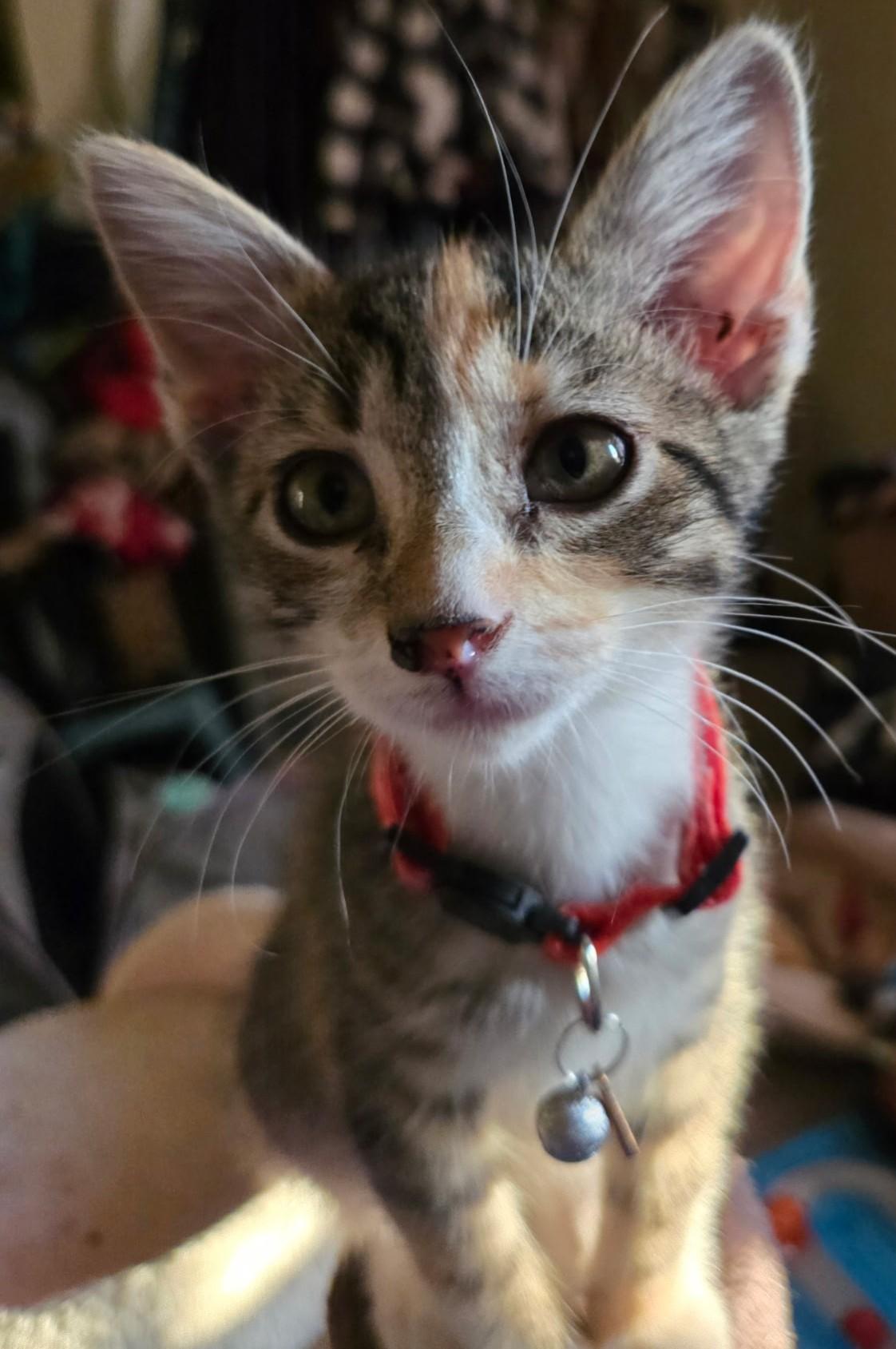 Mimi