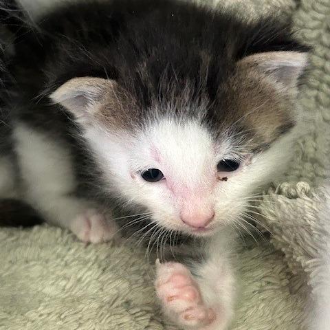 Mokey, Adoptable, Young Male Domestic Medium Hair.