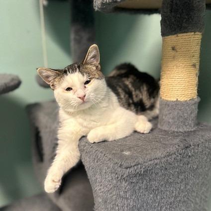 Enlarge Mokey, a Adoptable Domestic Medium Hair in Poplar Bluff, MO image 2/4