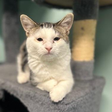 Enlarge Mokey, a Adoptable Domestic Medium Hair in Poplar Bluff, MO image 3/4