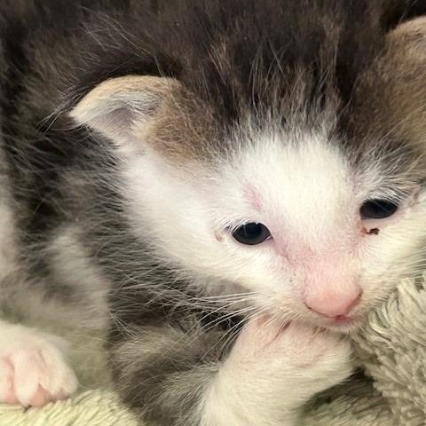 Enlarge Mokey, a Adoptable Domestic Medium Hair in Poplar Bluff, MO image 4/4