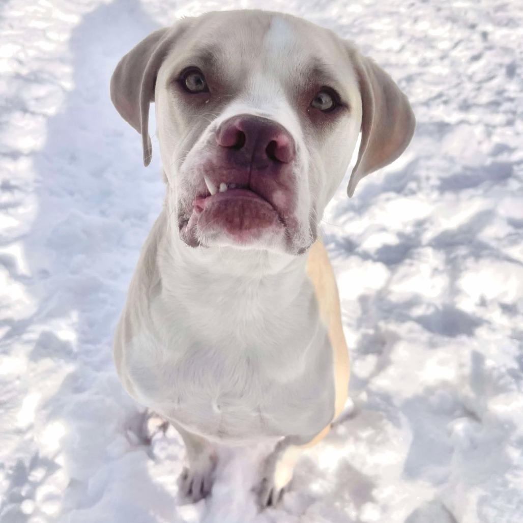 Georgie 250943, Adoptable, Adult Male Mixed Breed.