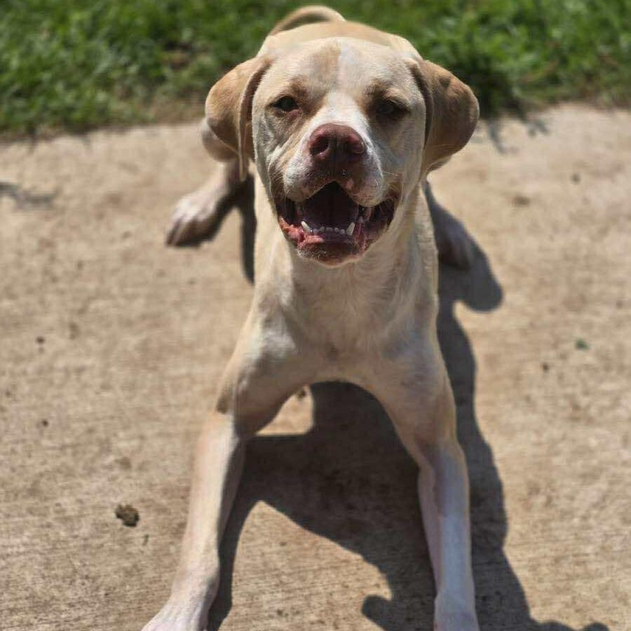 Enlarge Georgie 250943, a Adoptable Mixed Breed in Escanaba, MI image 2/6