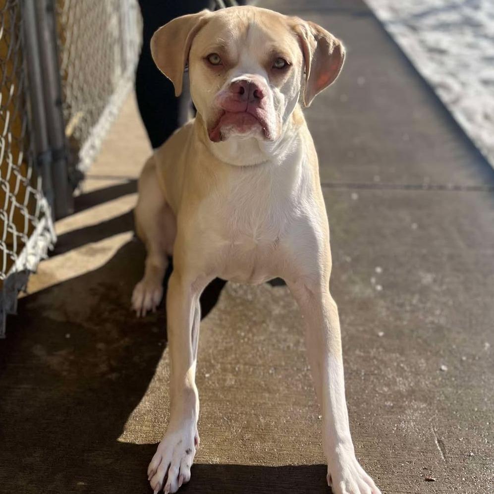 Enlarge Georgie 250943, a Adoptable Mixed Breed in Escanaba, MI image 4/6