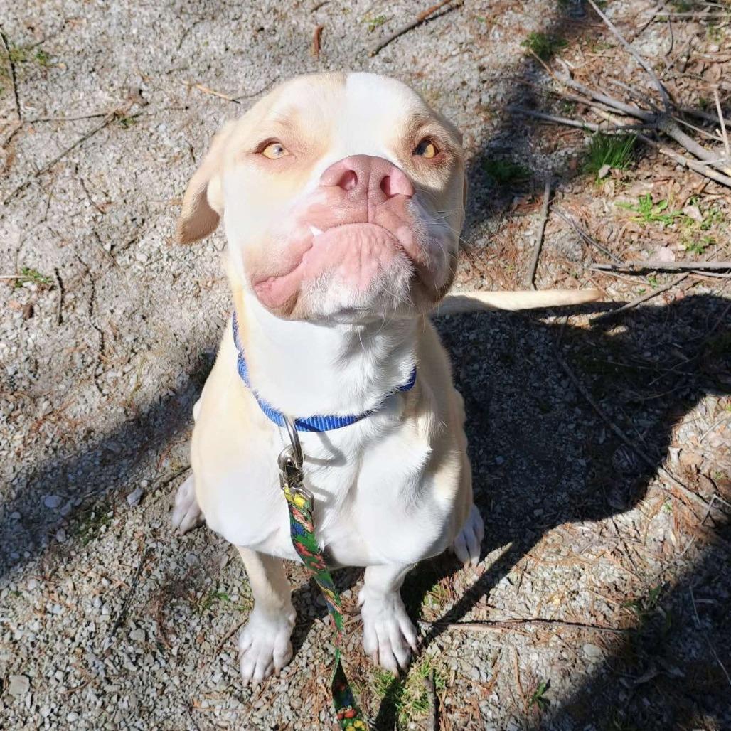 Enlarge Georgie 250943, a Adoptable Mixed Breed in Escanaba, MI image 5/6