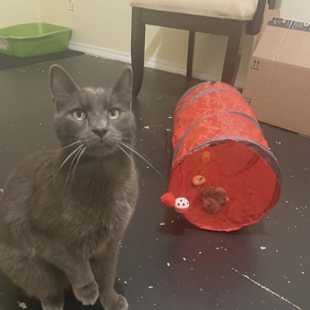 Mischa, Adoptable, Adult Male Domestic Short Hair.