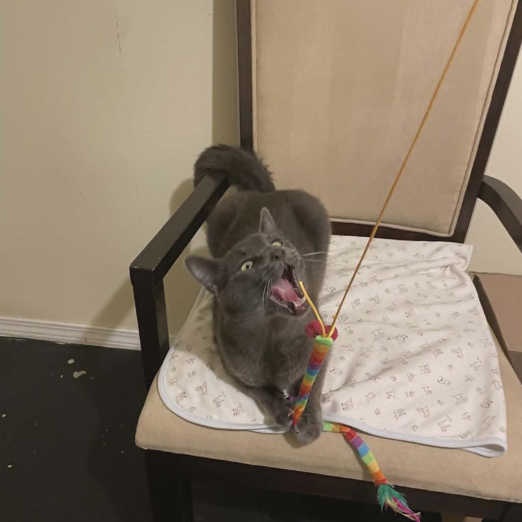 Enlarge Mischa, a Adoptable Domestic Short Hair in Abbotsford, BC image 2/6