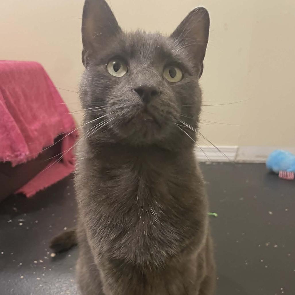 Enlarge Mischa, a Adoptable Domestic Short Hair in Abbotsford, BC image 3/6