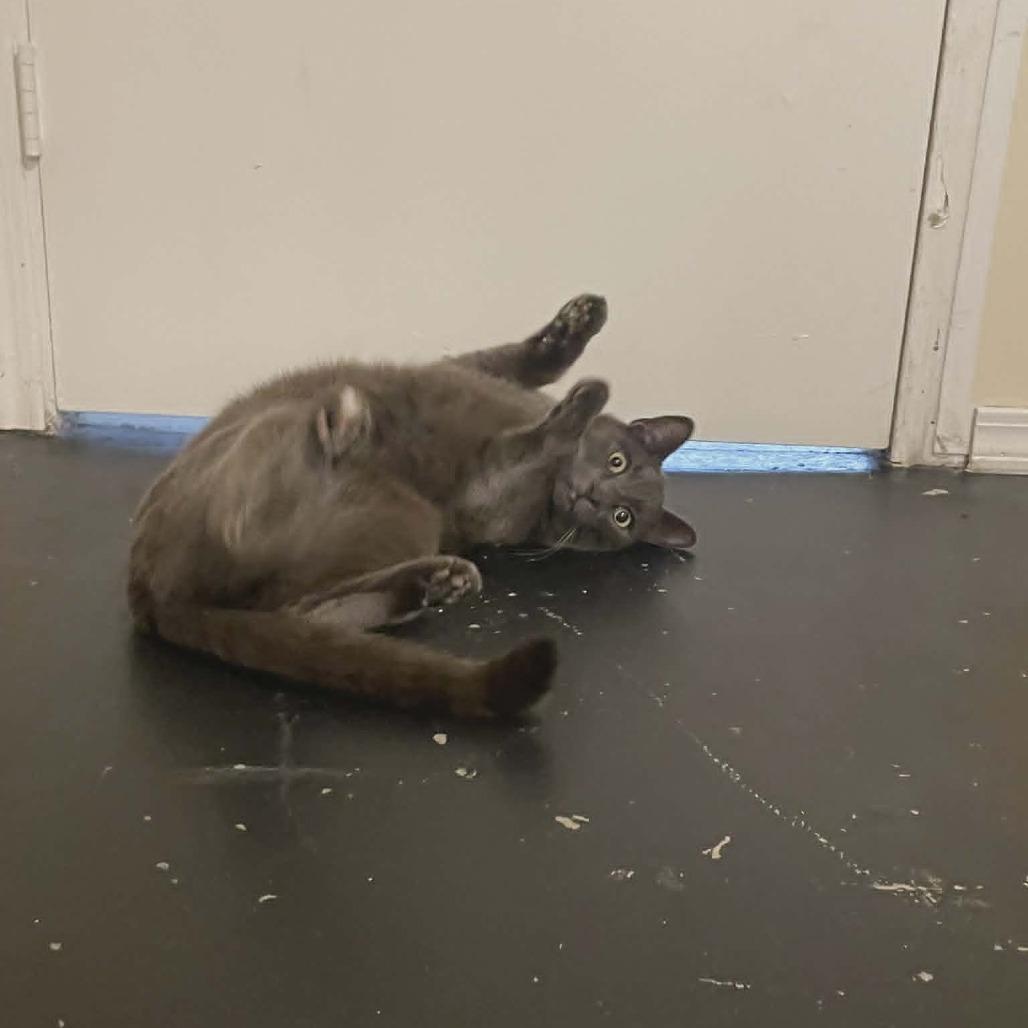 Enlarge Mischa, a Adoptable Domestic Short Hair in Abbotsford, BC image 4/6