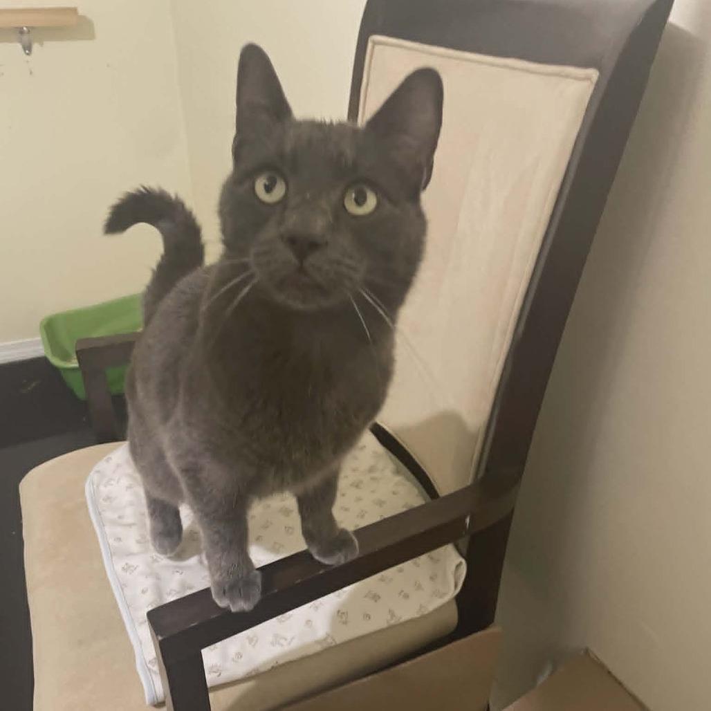 Enlarge Mischa, a Adoptable Domestic Short Hair in Abbotsford, BC image 6/6