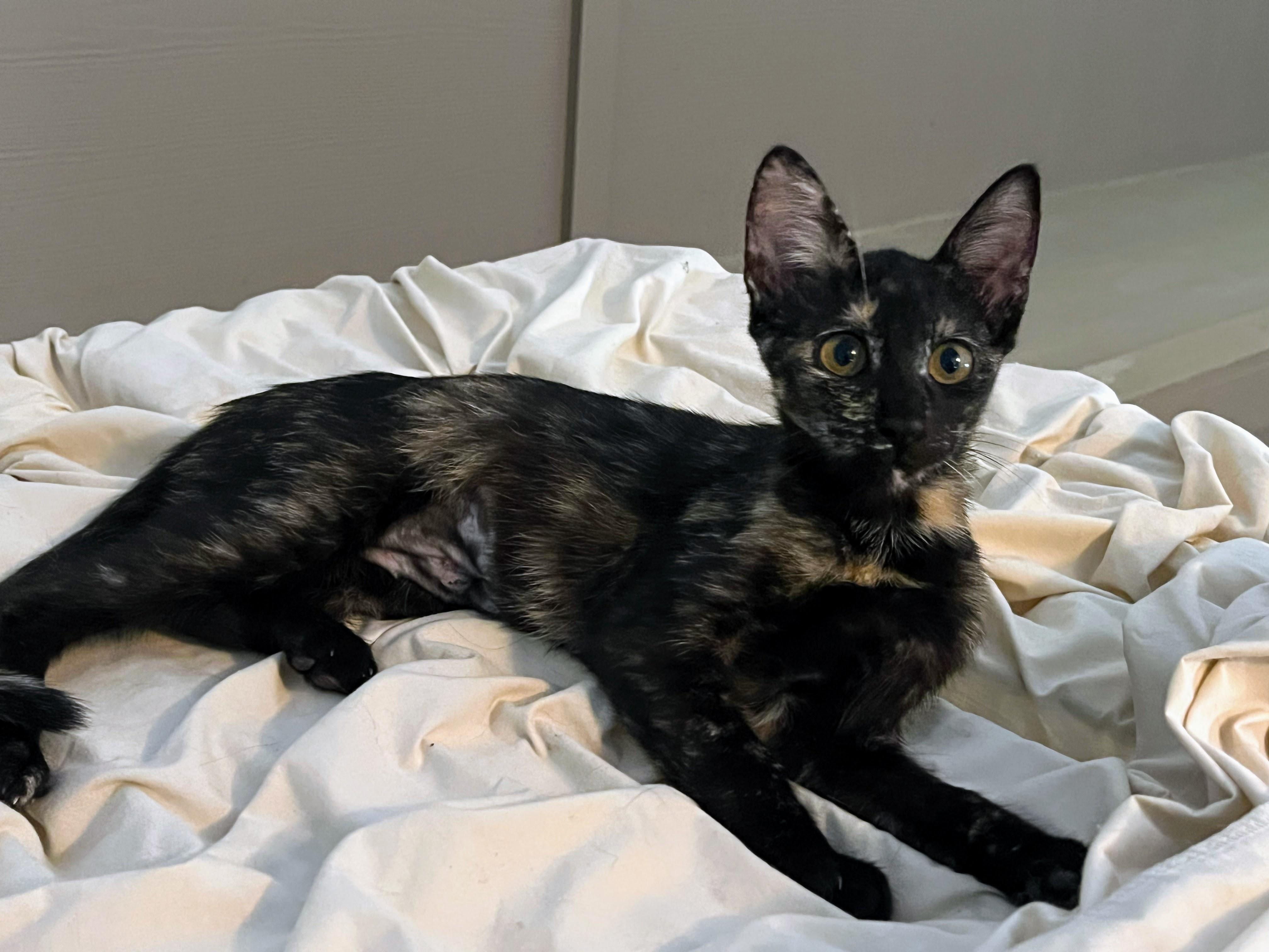 Astrid, a Adopted Tortoiseshell in Goliad, TX image 1/2