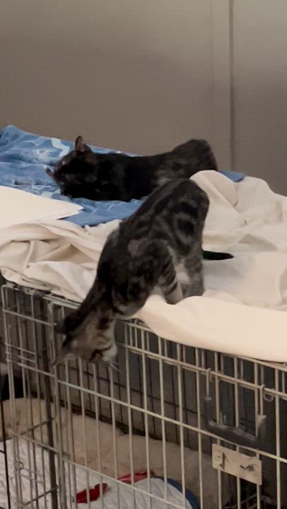 Enlarge Astrid, a Adopted Tortoiseshell in Goliad, TX video 2/2