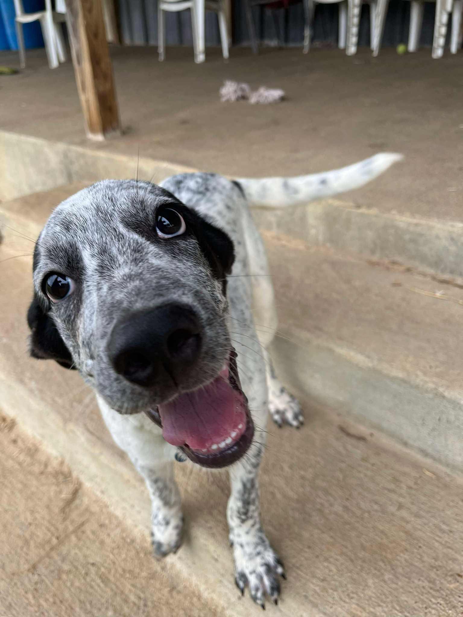 Speckles (25 pounds)