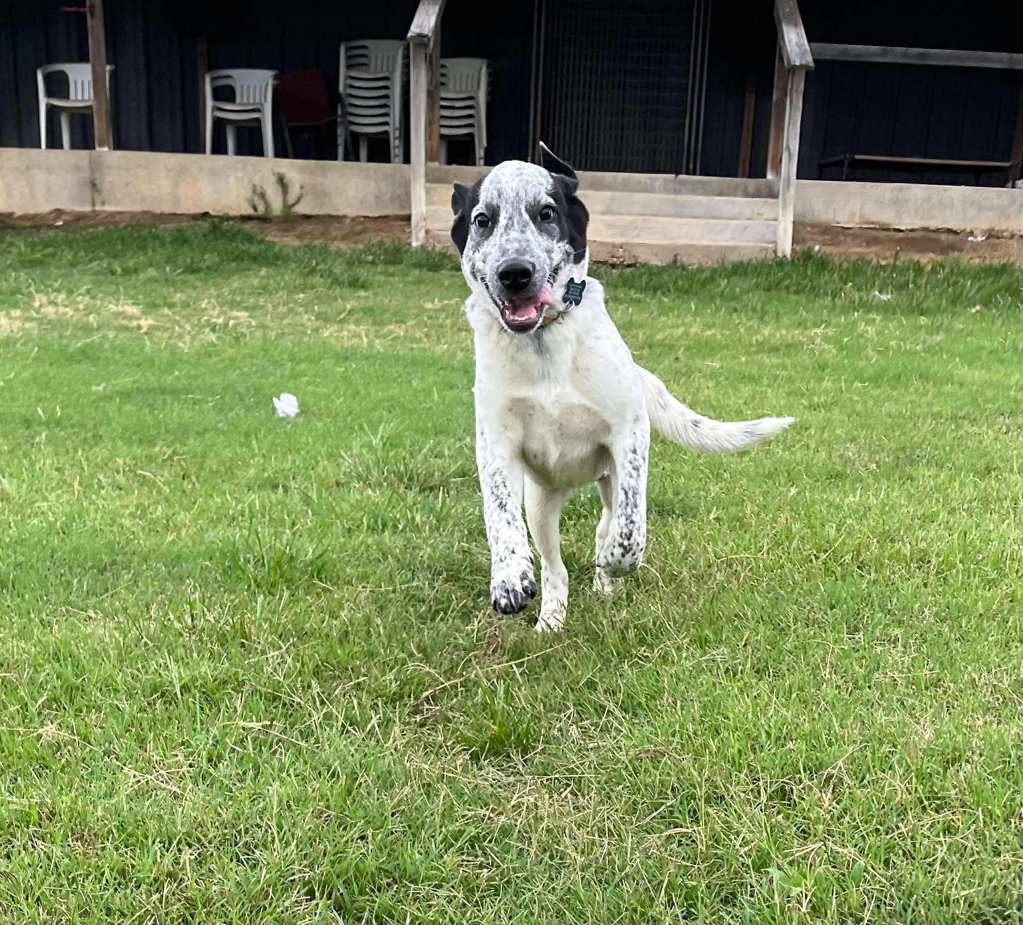 Speckles (25 pounds)