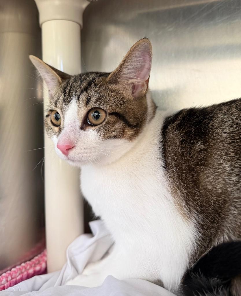 Maggie May, Adoptable, Kitten Female Domestic Medium Hair.