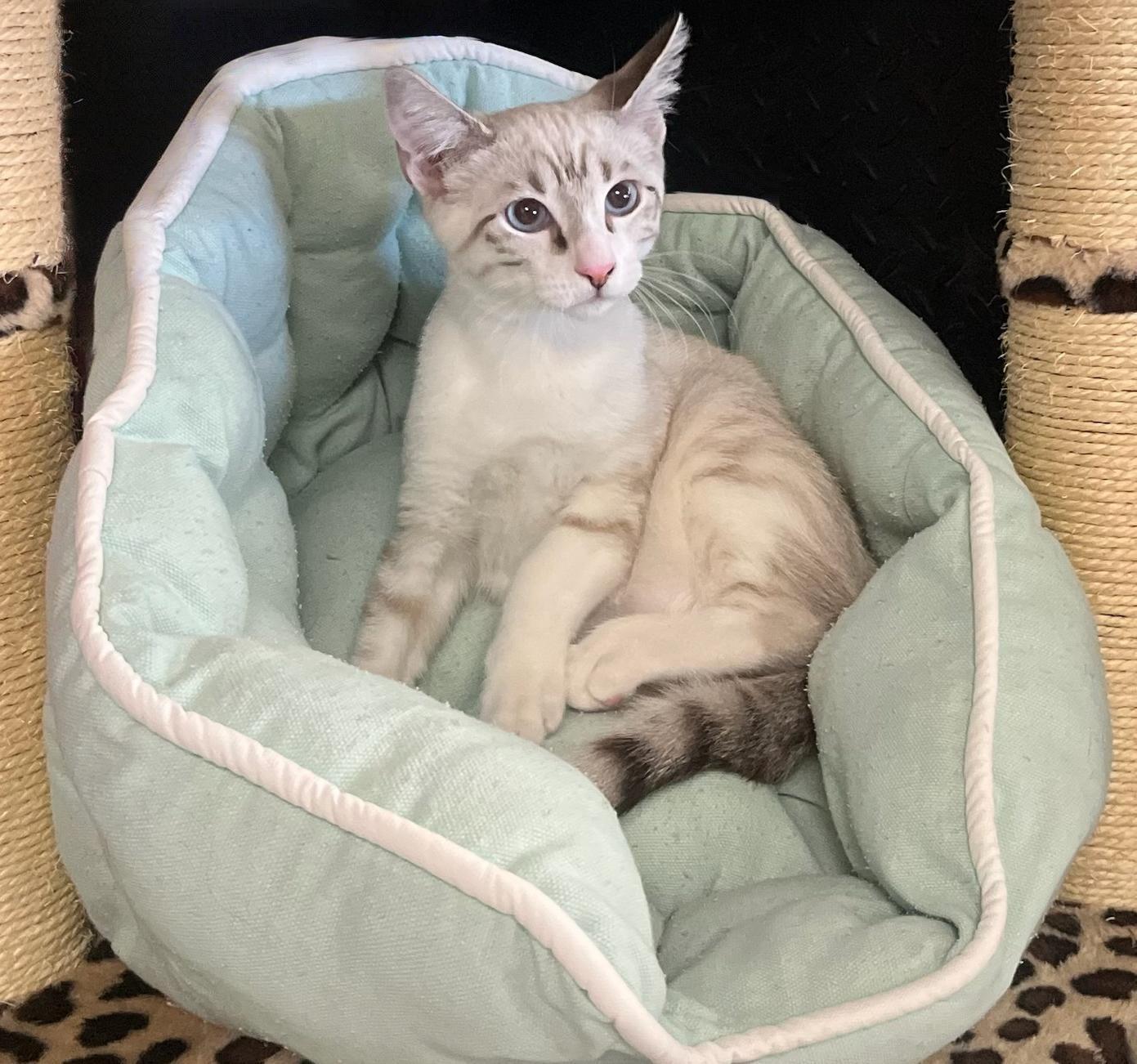 Haze-Handsome, Social, and Full of Fun!