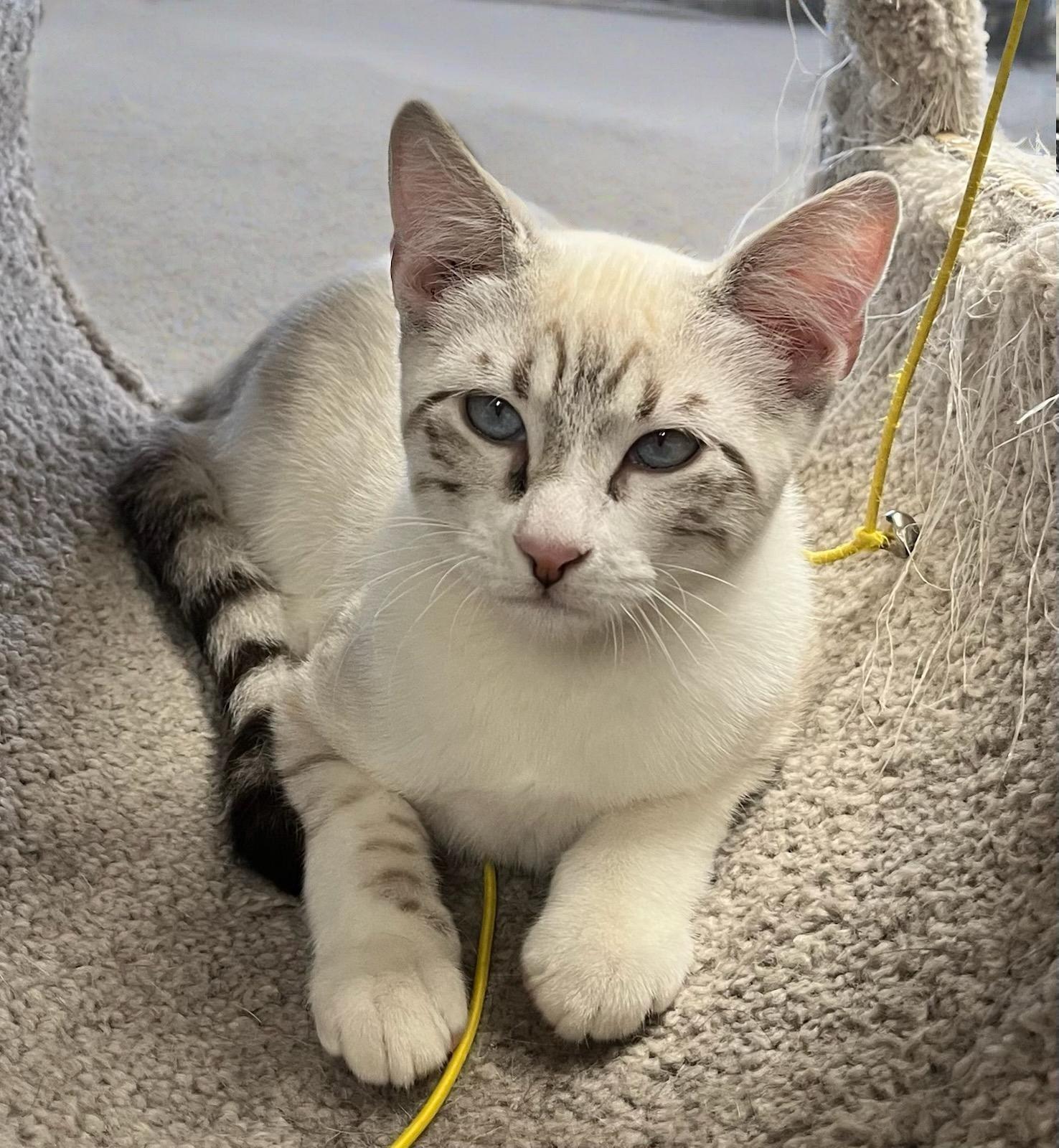 Haze-Handsome, Social, and Full of Fun!