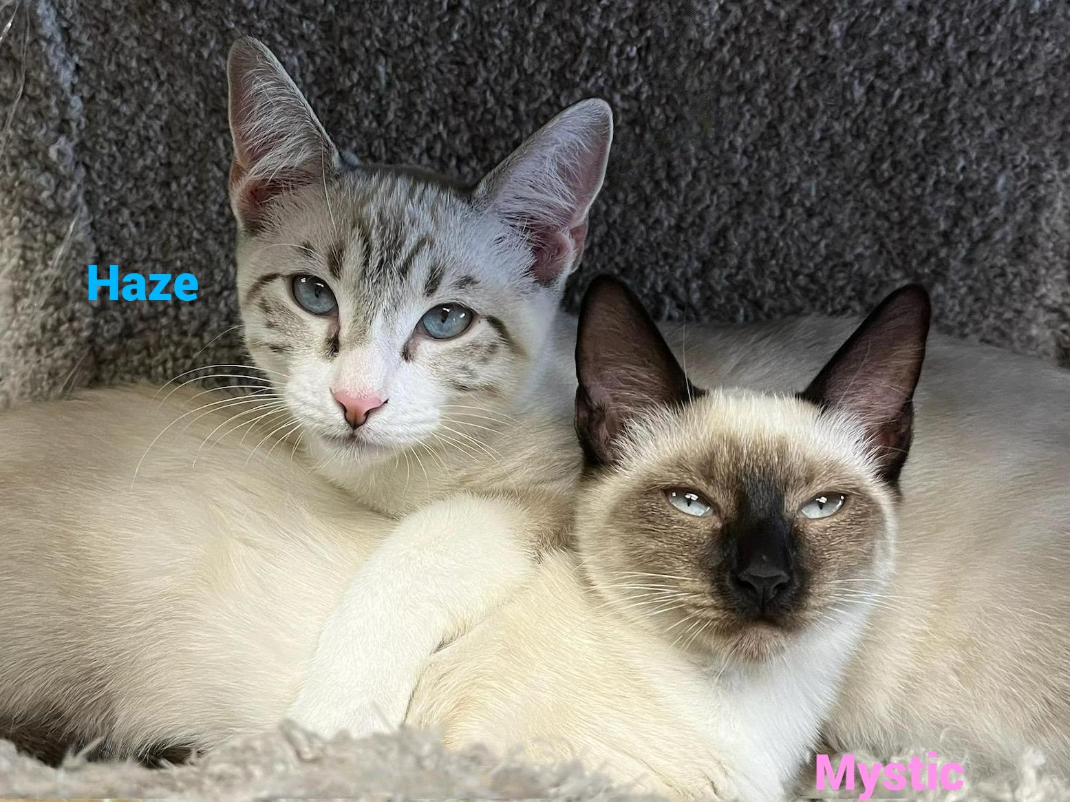 Haze-Handsome, Social, and Full of Fun!